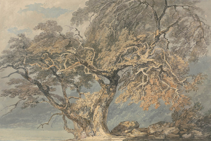 A Great Tree by Turner, 1796